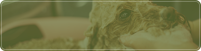 メニュー・料金