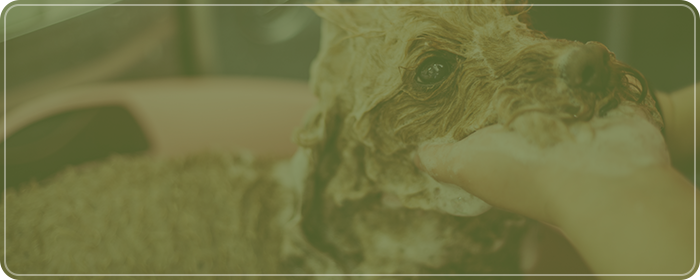 メニュー・料金